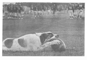 1974 Football Dog